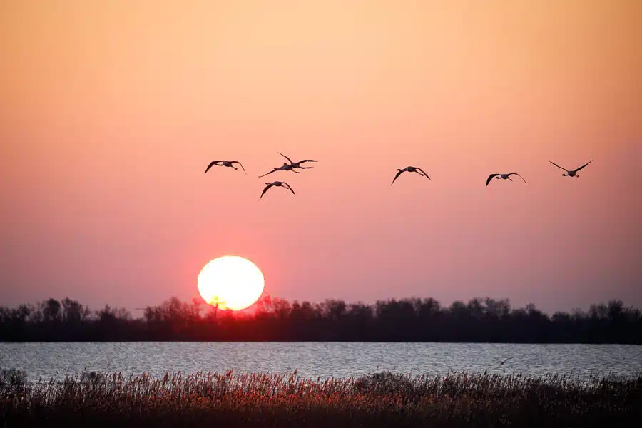 photographie oiseau camargue 8